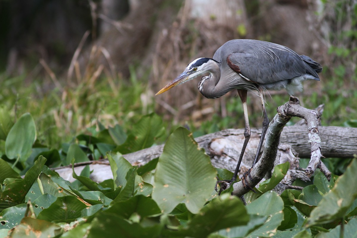 Garza Azulada (grupo herodias) - ML50288881