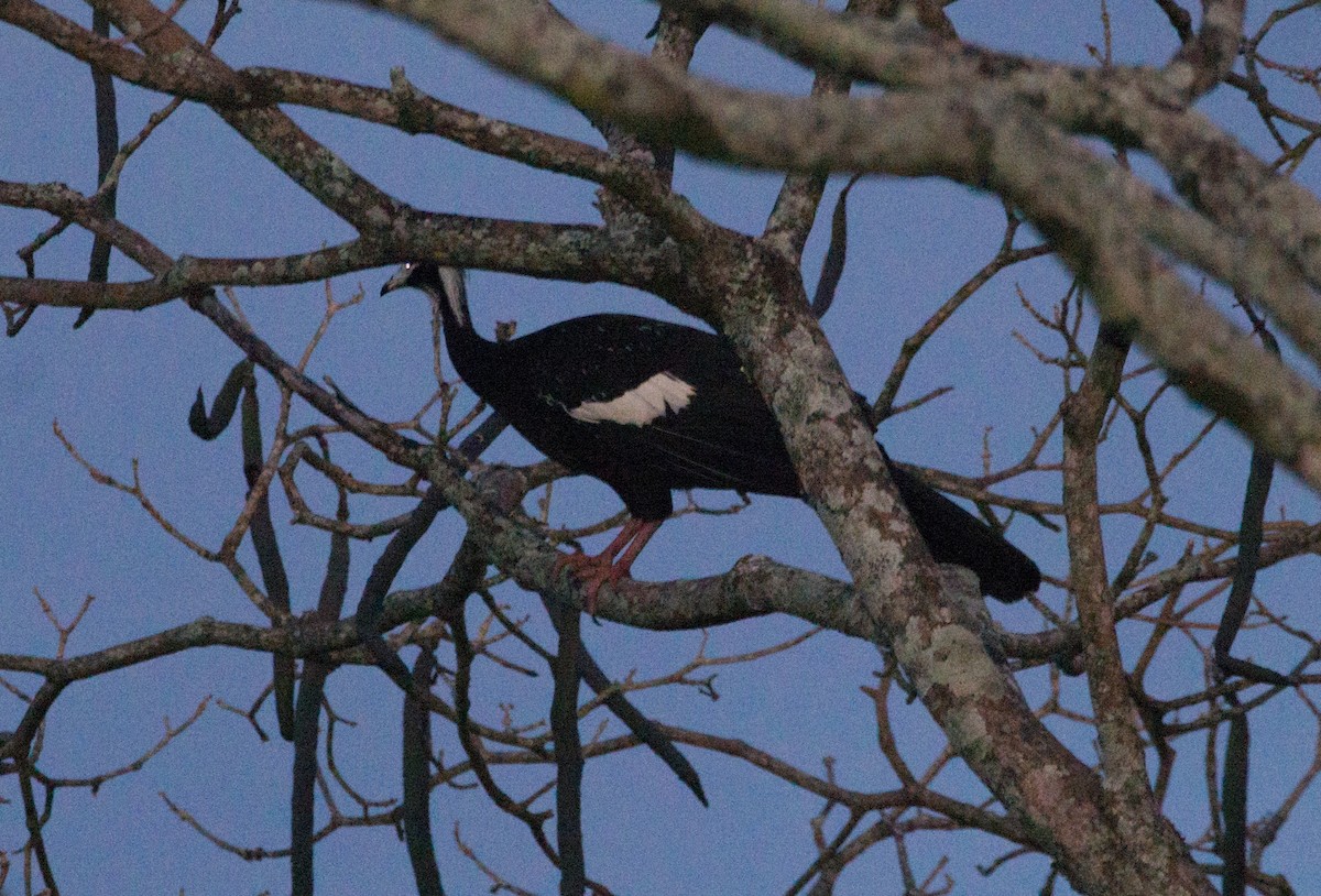 White-throated Piping-Guan - ML502889341
