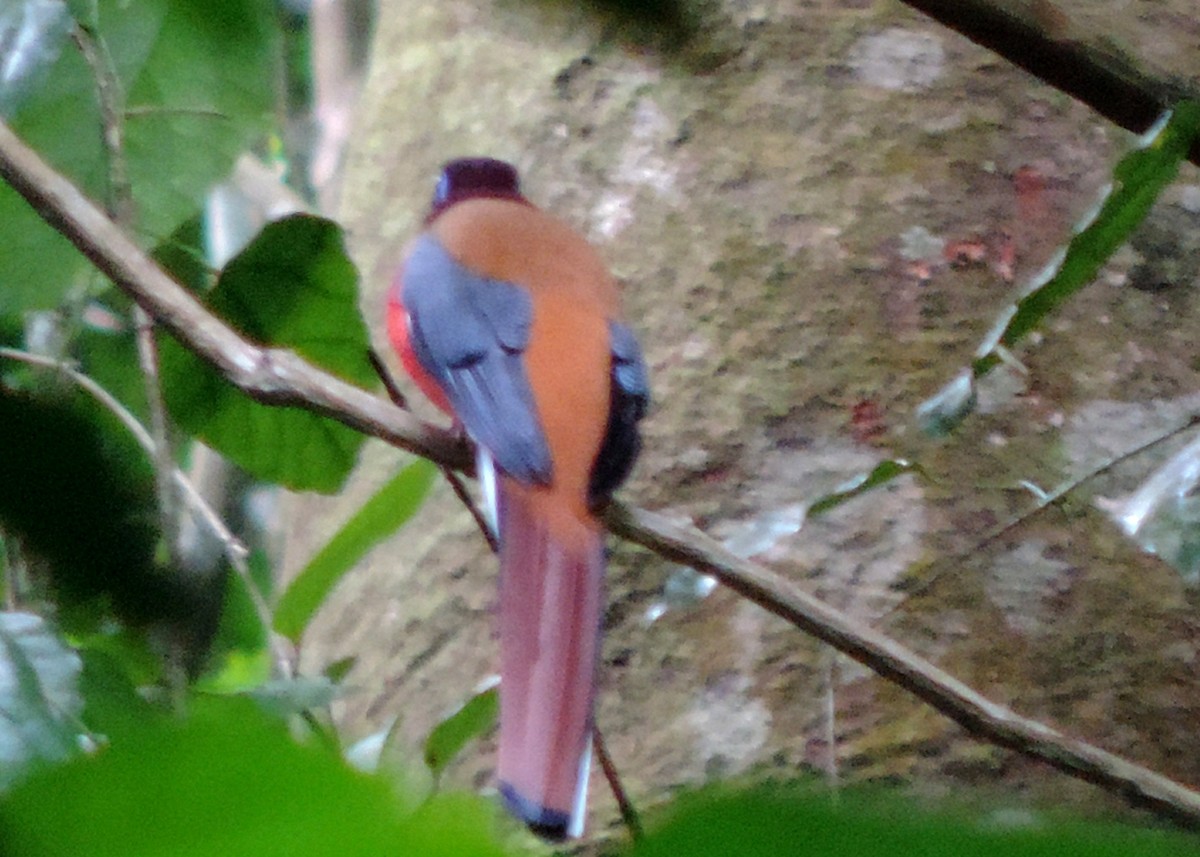 Philippine Trogon - ML502889761