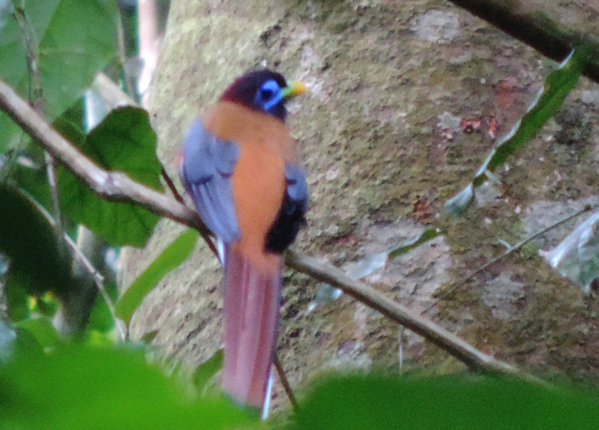 Philippine Trogon - ML502889771