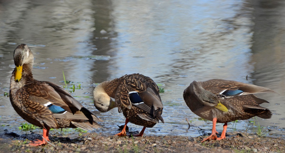 Mexican Duck - ML50288981