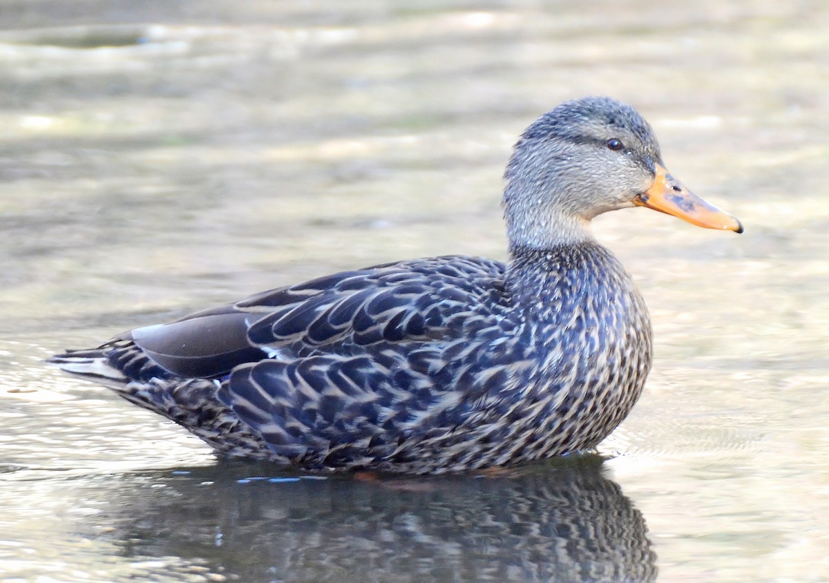 Mexican Duck - ML50289031