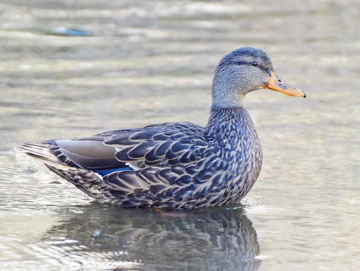 Mexican Duck - Steven Mlodinow