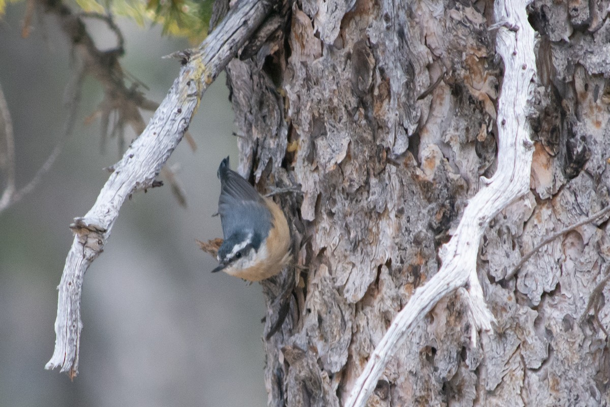 Red-breasted Nuthatch - ML502890711