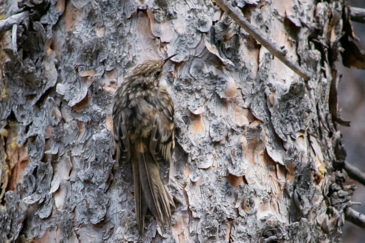 Brown Creeper - ML502890741