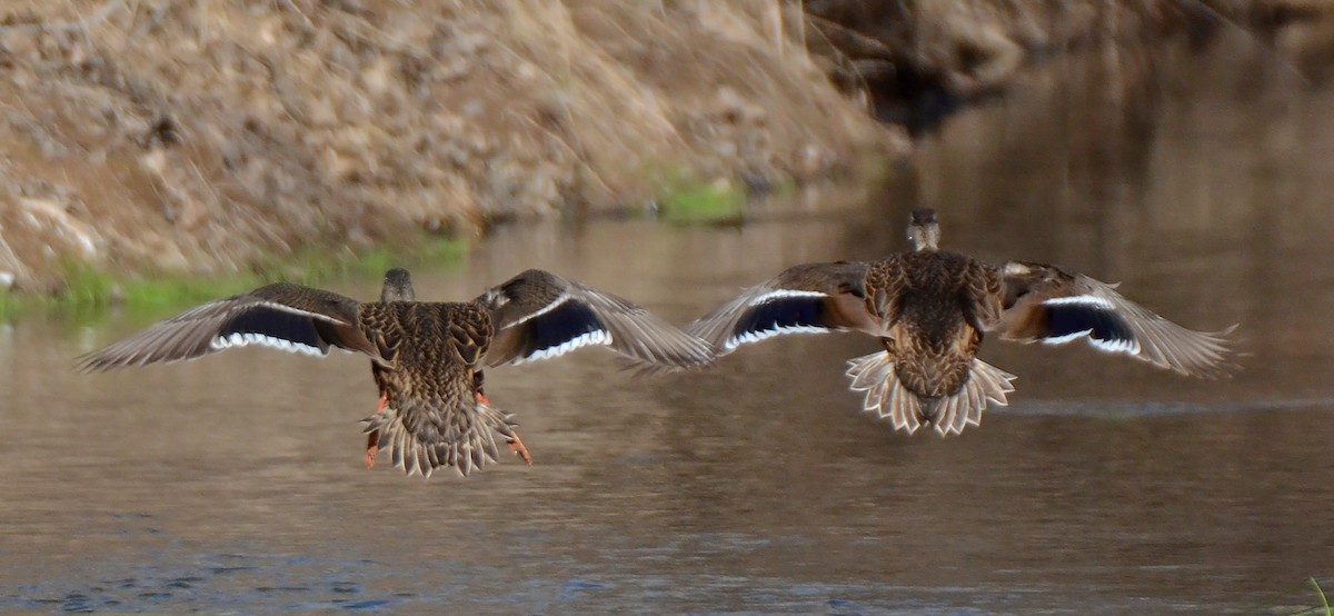 Mexican Duck - ML50289141