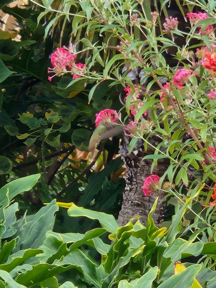 Buff-bellied Hummingbird (Northern) - ML502891691