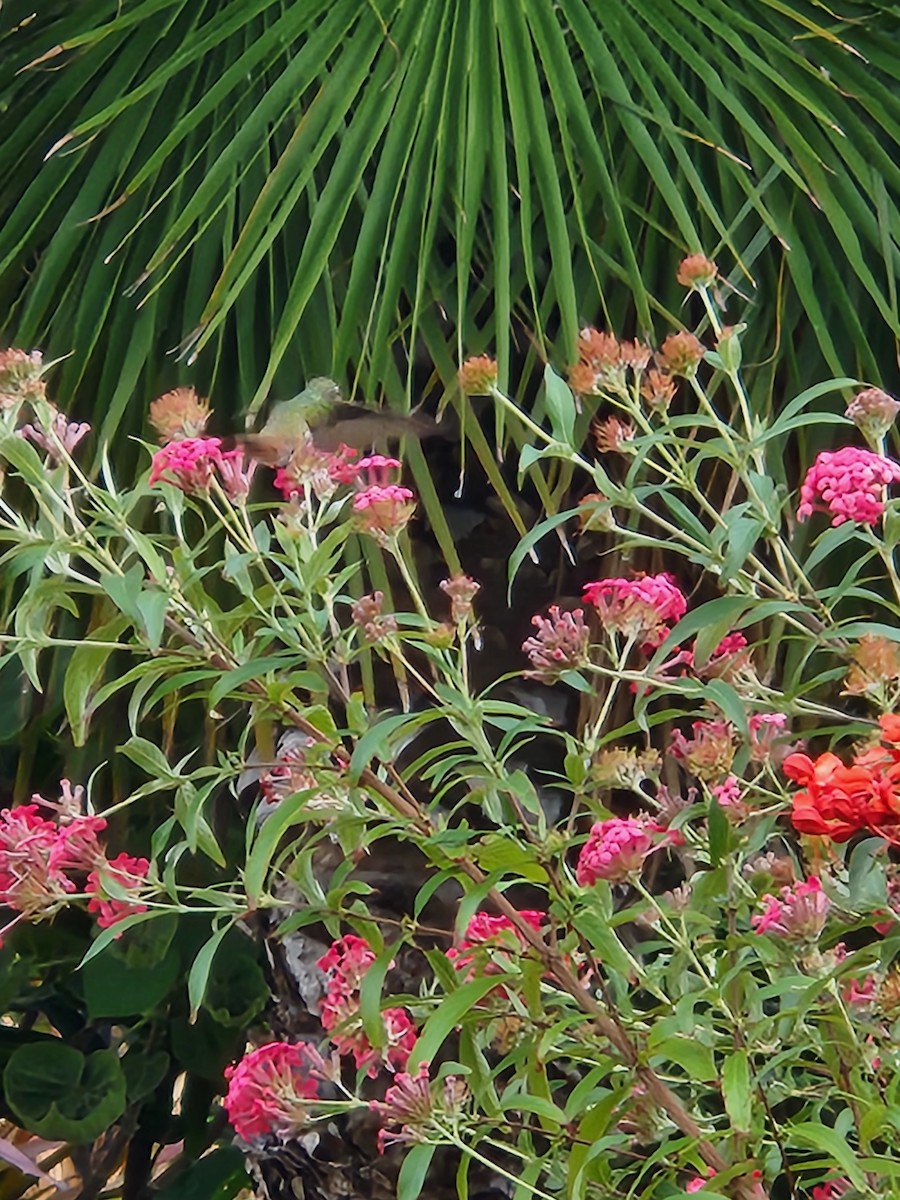 Buff-bellied Hummingbird (Northern) - ML502891701