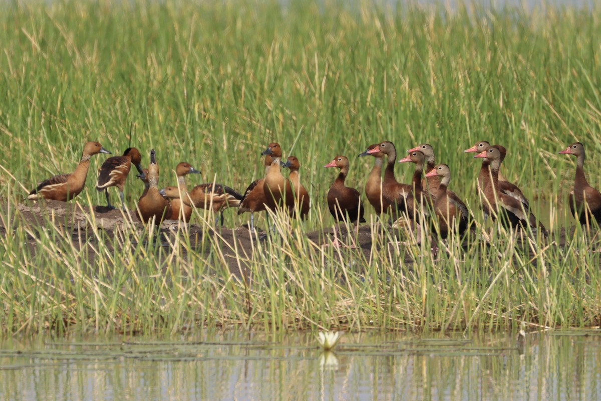 Fulvous Whistling-Duck - ML502891781