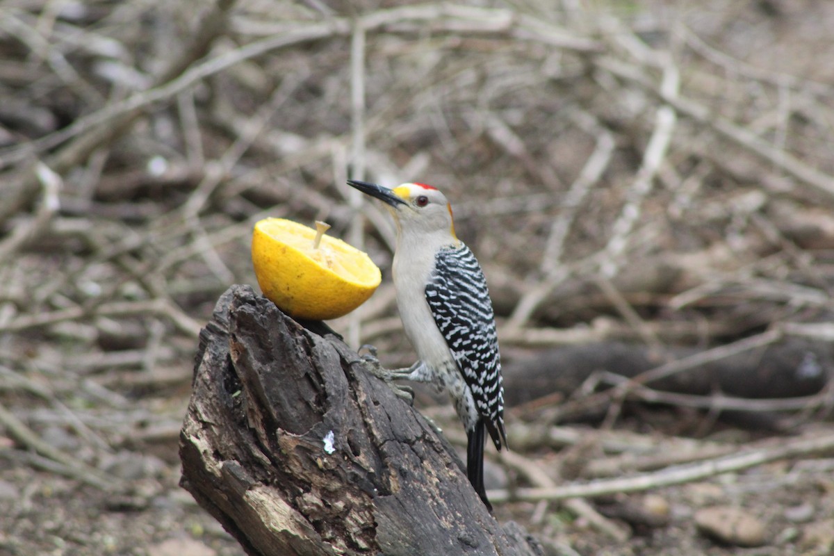 Golden-fronted Woodpecker - Barry Kinch