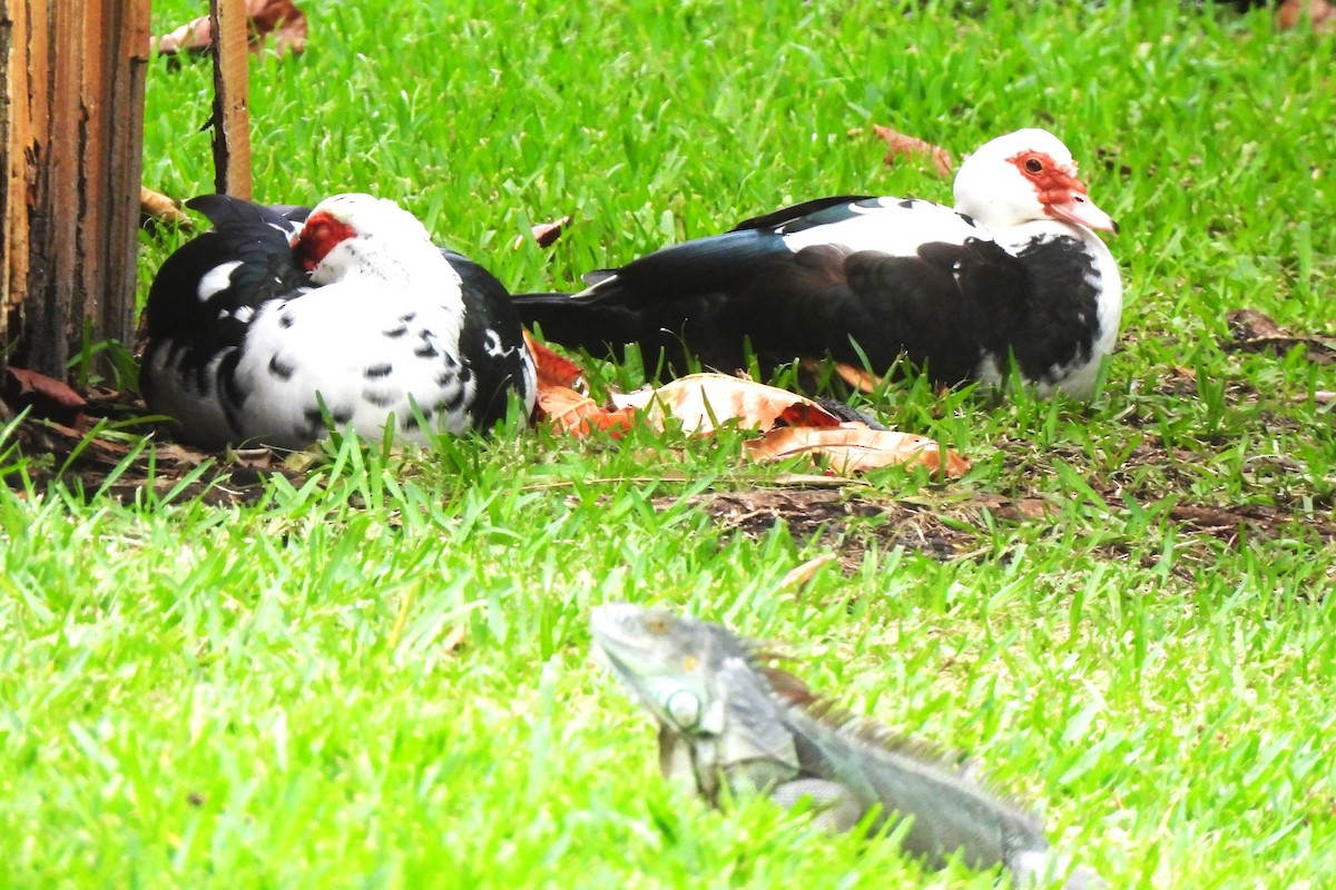 Muscovy Duck (Domestic type) - ML502892471