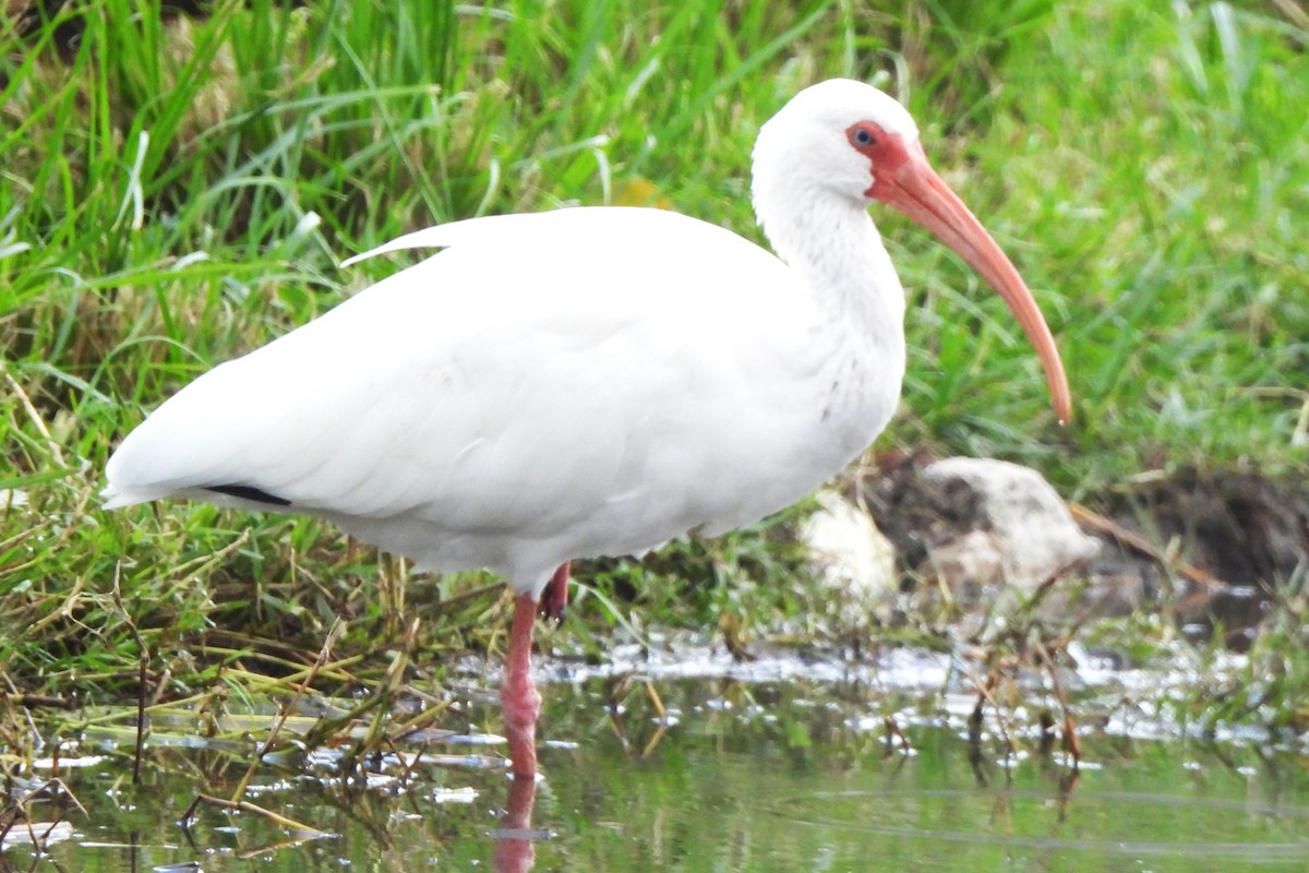 White Ibis - ML502892511