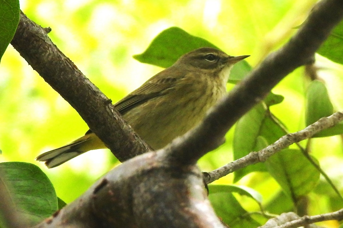 Palm Warbler - ML502892611