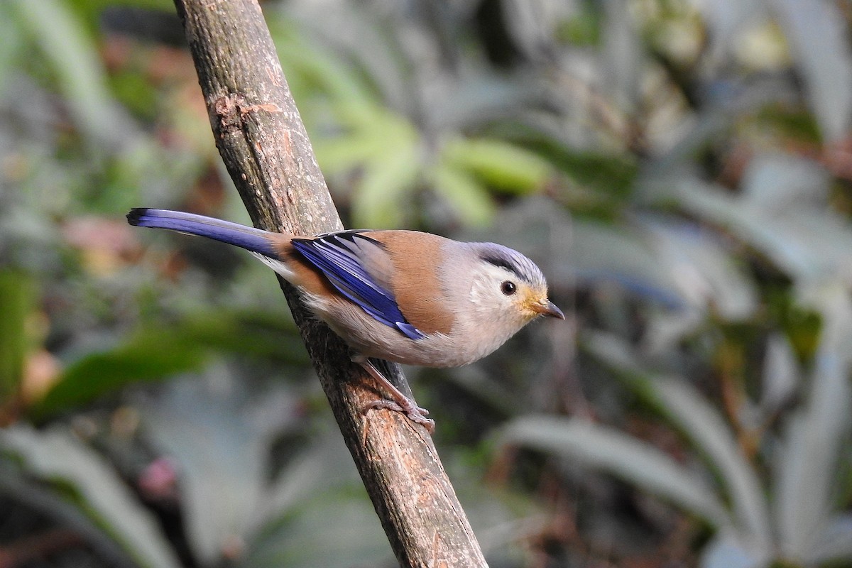 Blue-winged Minla - Chi-Lien (綺蓮) Hsueh (薛)
