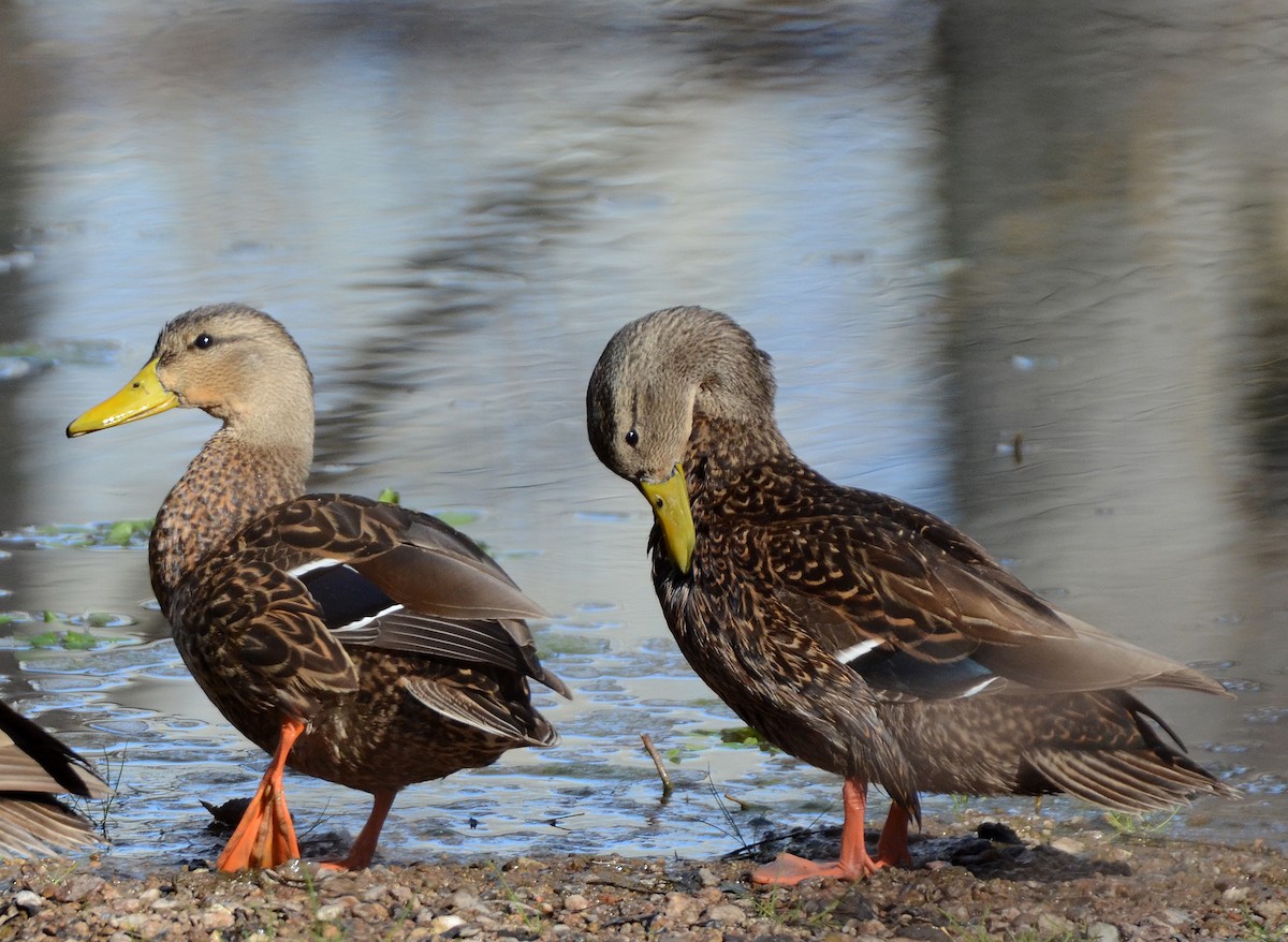 Mexican Duck - ML50289311