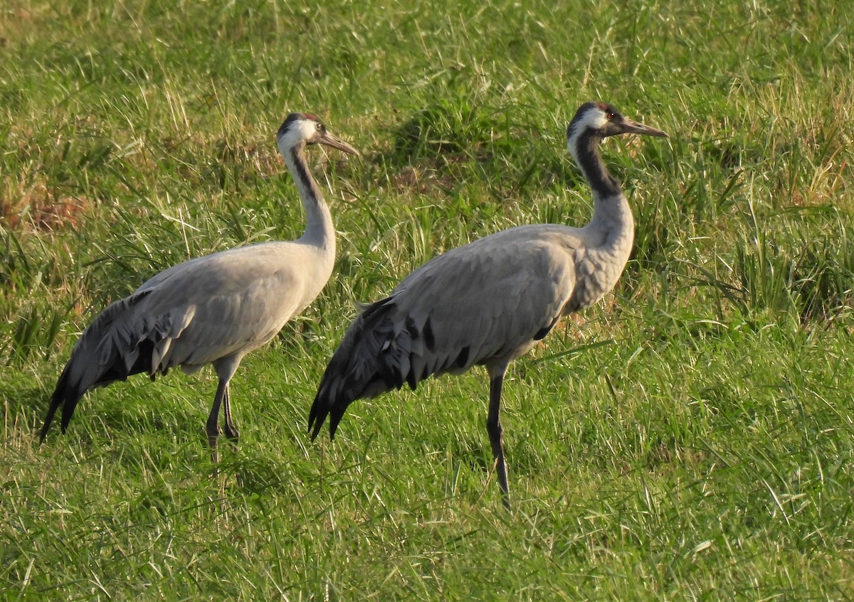 Common Crane - Carlos García