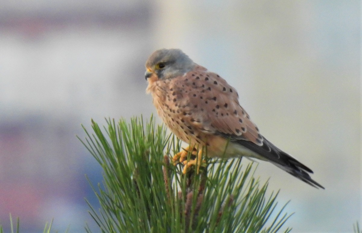 Eurasian Kestrel - Carlos García