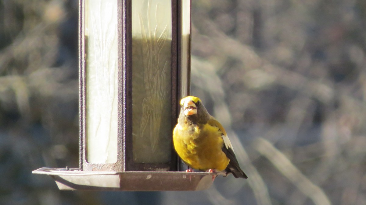 Evening Grosbeak - ML502894431