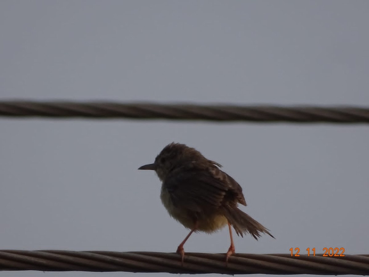 Plain Prinia - Chandan Tripathi