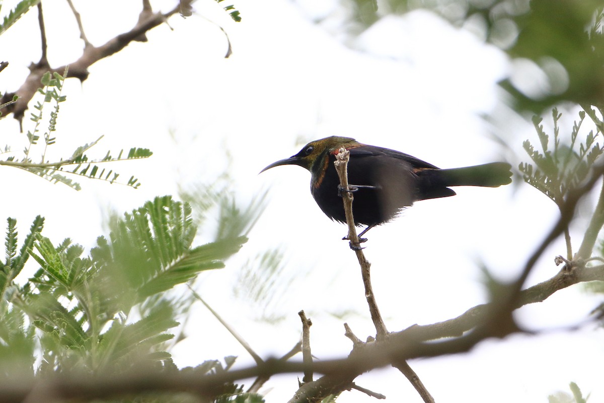 Copper Sunbird - ML502895341