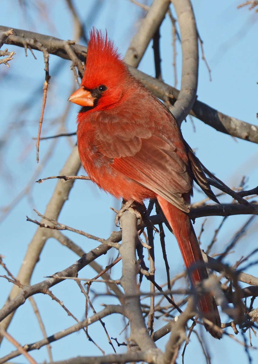 Northern Cardinal - ML50289611