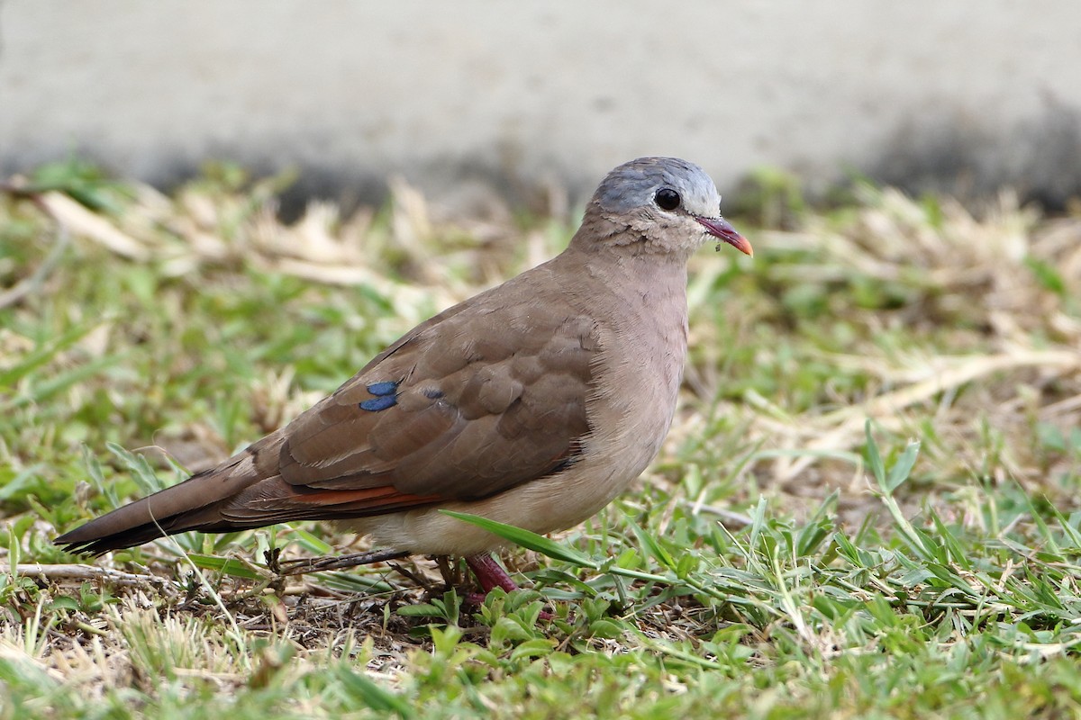 Blue-spotted Wood-Dove - ML502896151