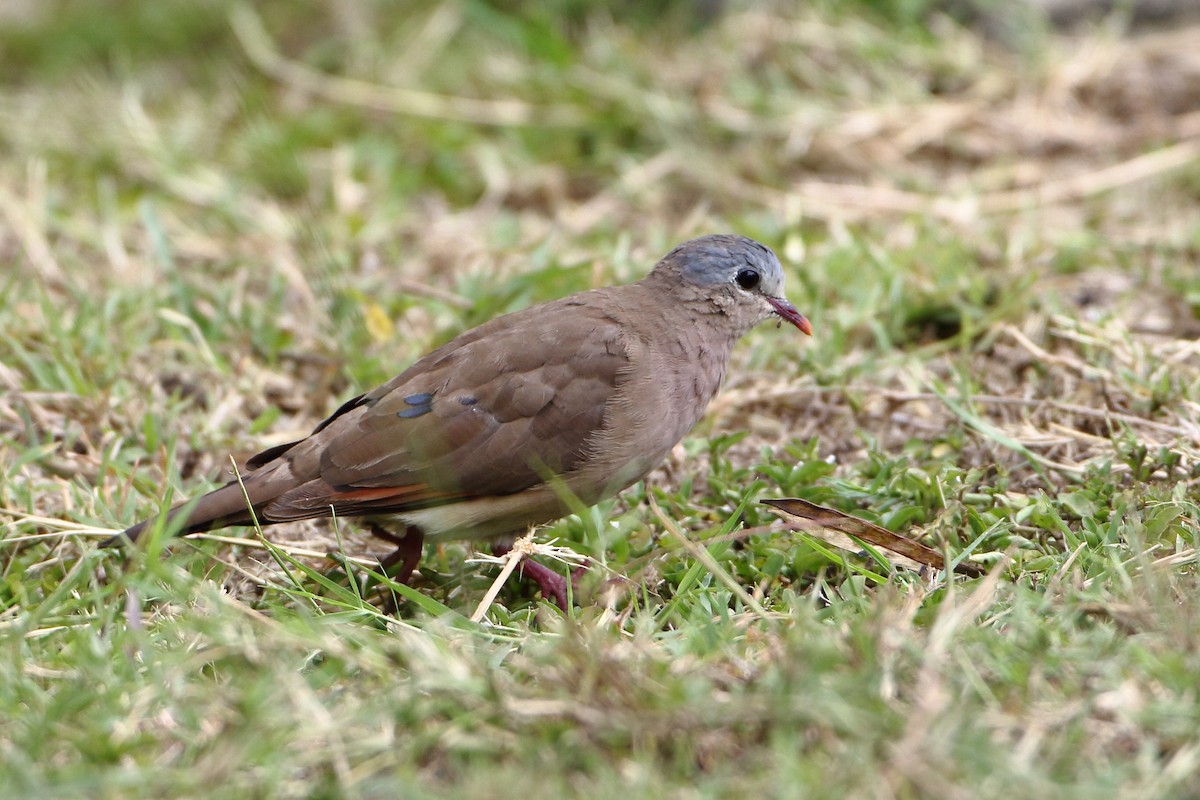 Blue-spotted Wood-Dove - ML502896161