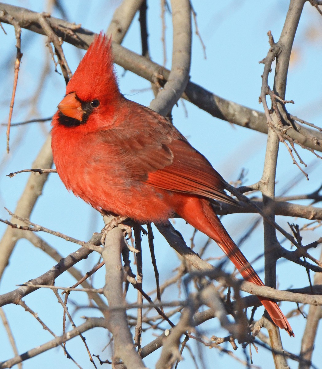 Northern Cardinal - ML50289621