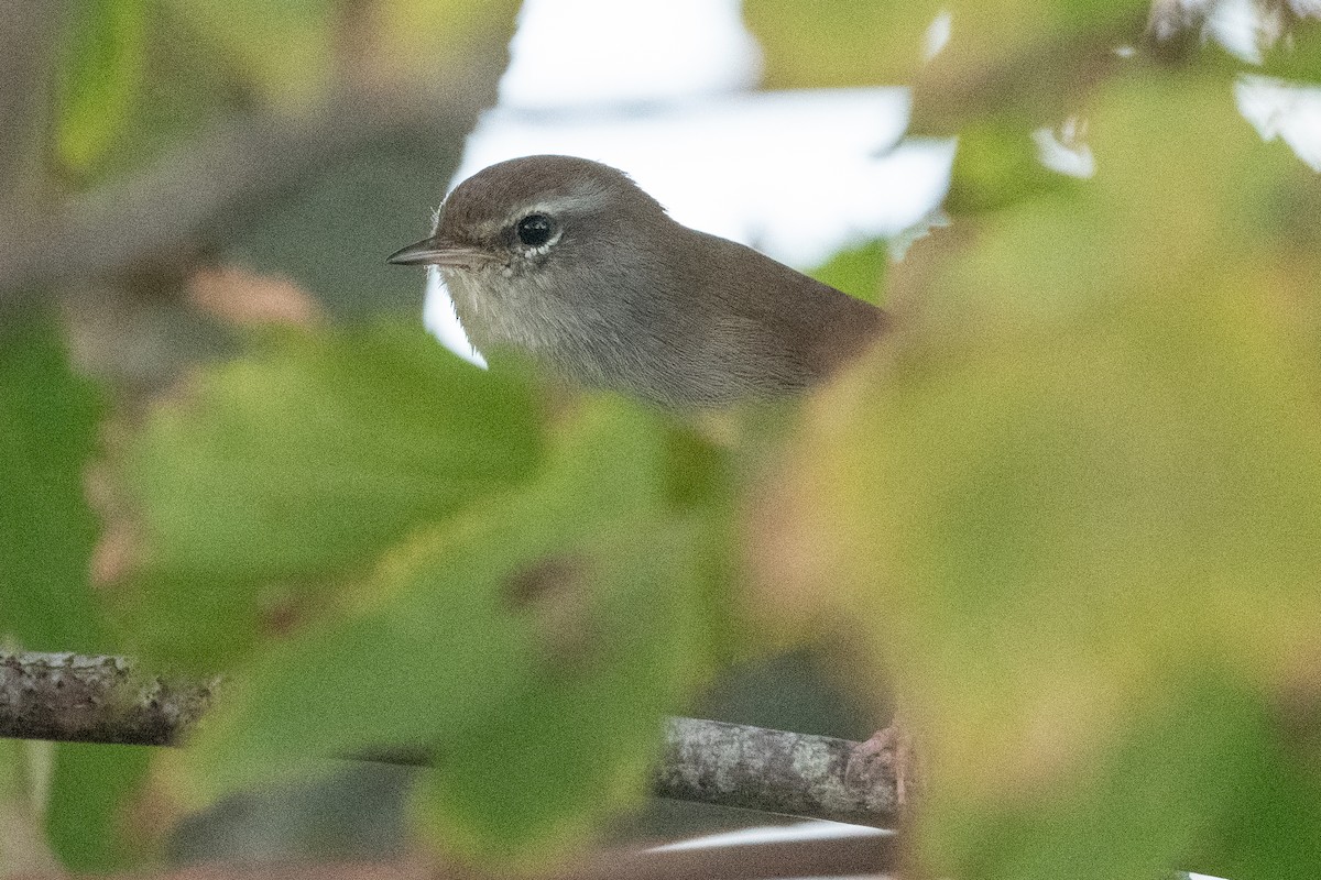 Cetti's Warbler - ML502896881