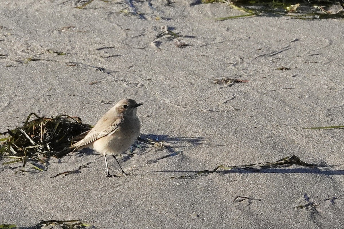 Desert Wheatear - ML502896901