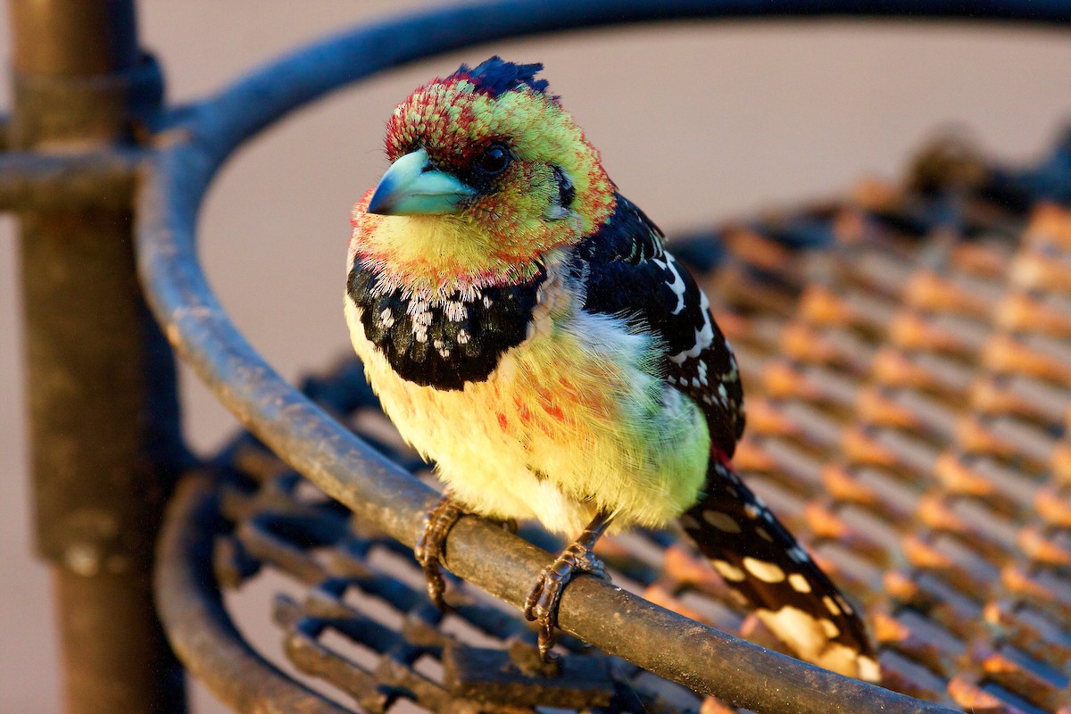 Crested Barbet - ML50289691