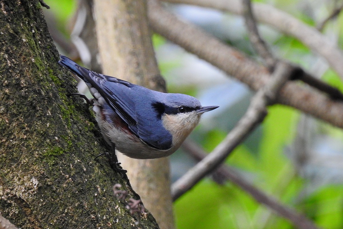 Chestnut-vented Nuthatch - ML50289701