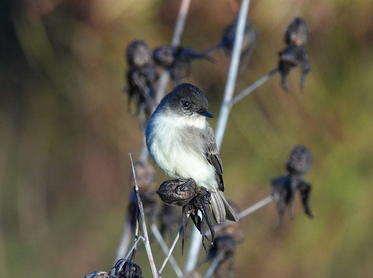 Eastern Phoebe - ML502897181