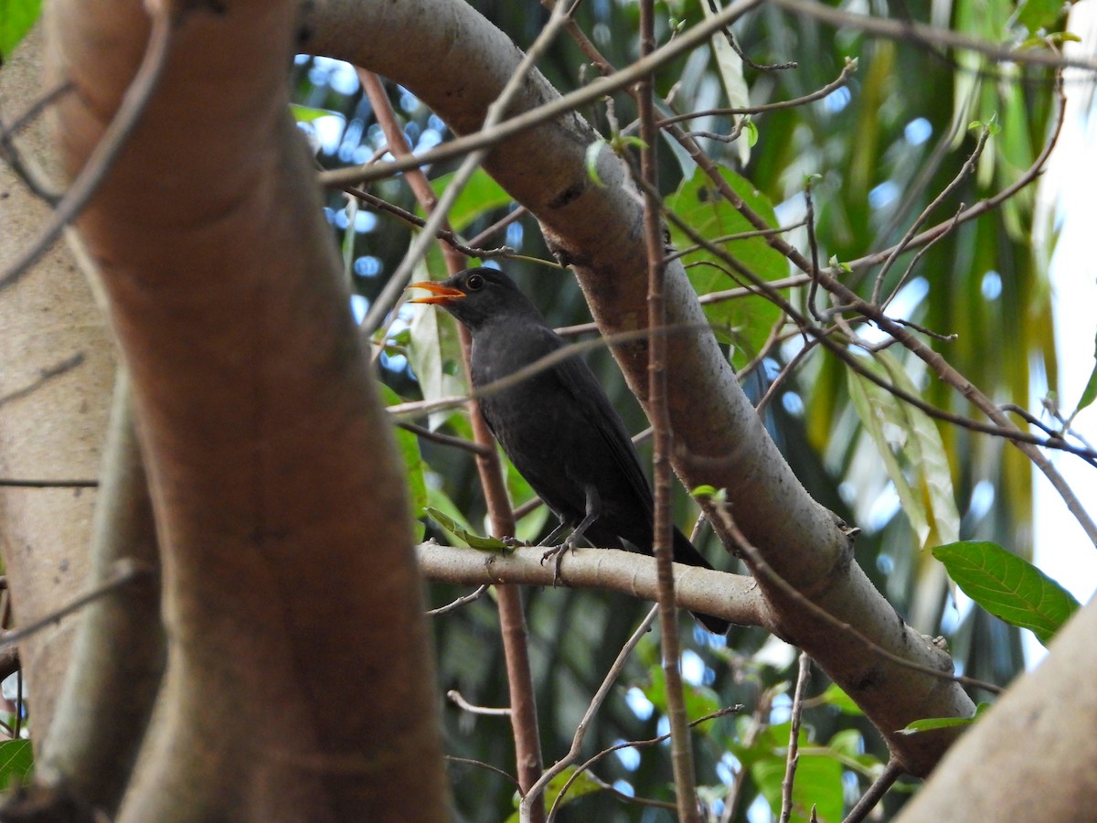 Chinese Blackbird - ML502897211
