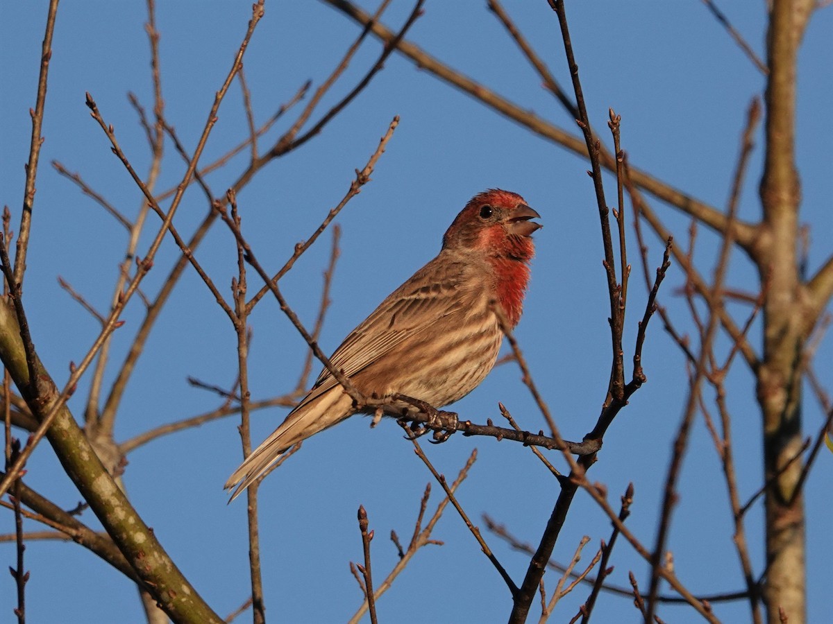 House Finch - ML502897231