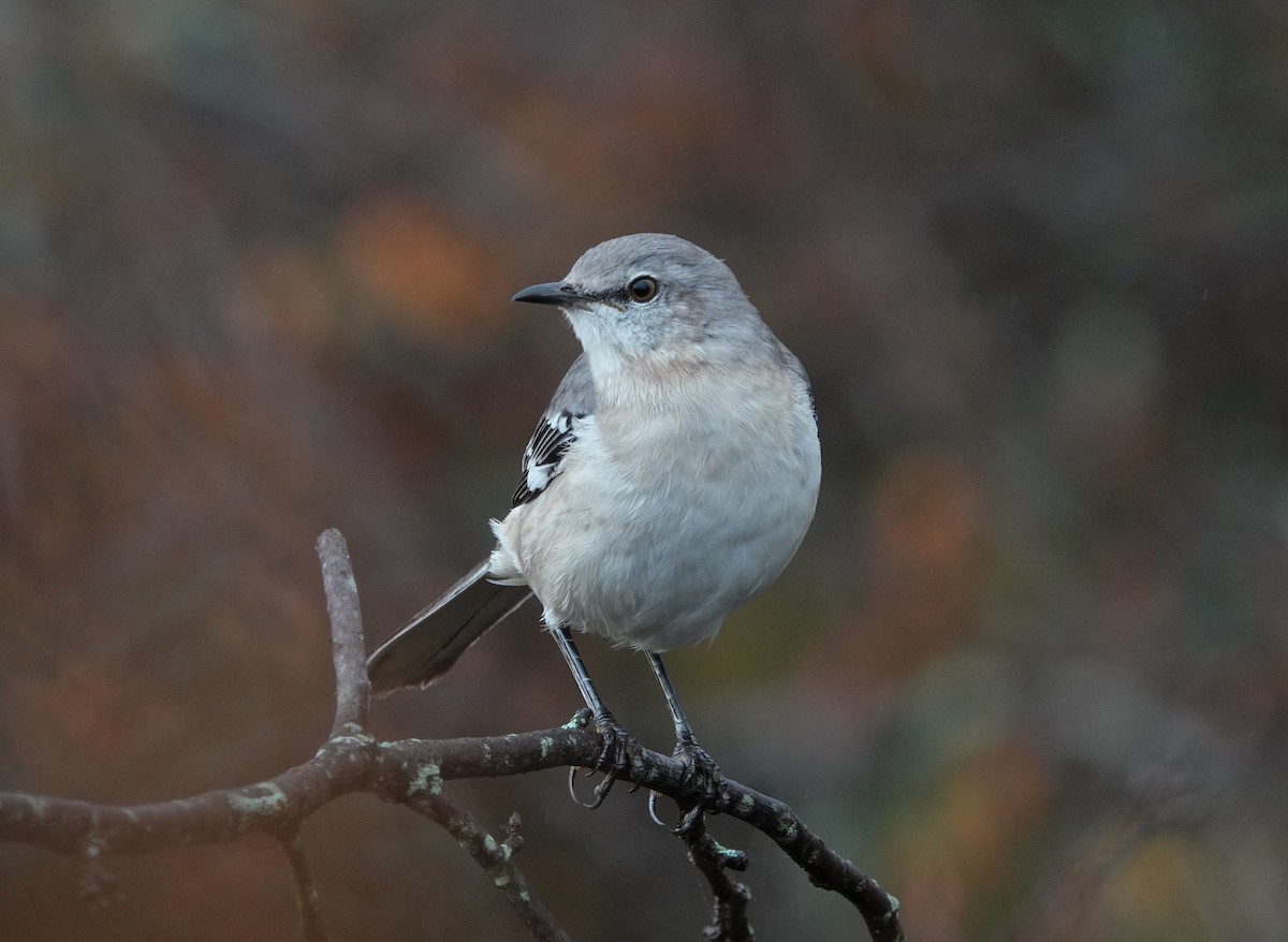 Northern Mockingbird - ML502897291