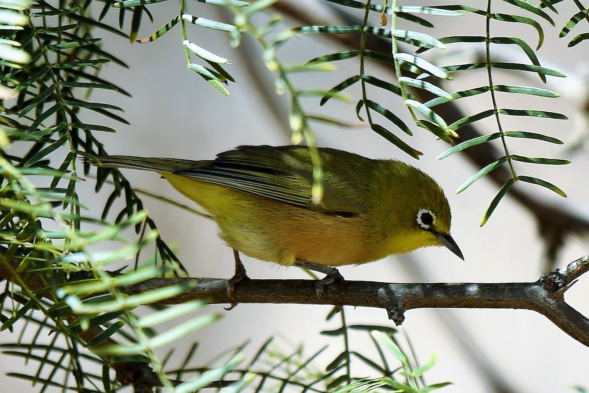 Orange River White-eye - Christian Engel