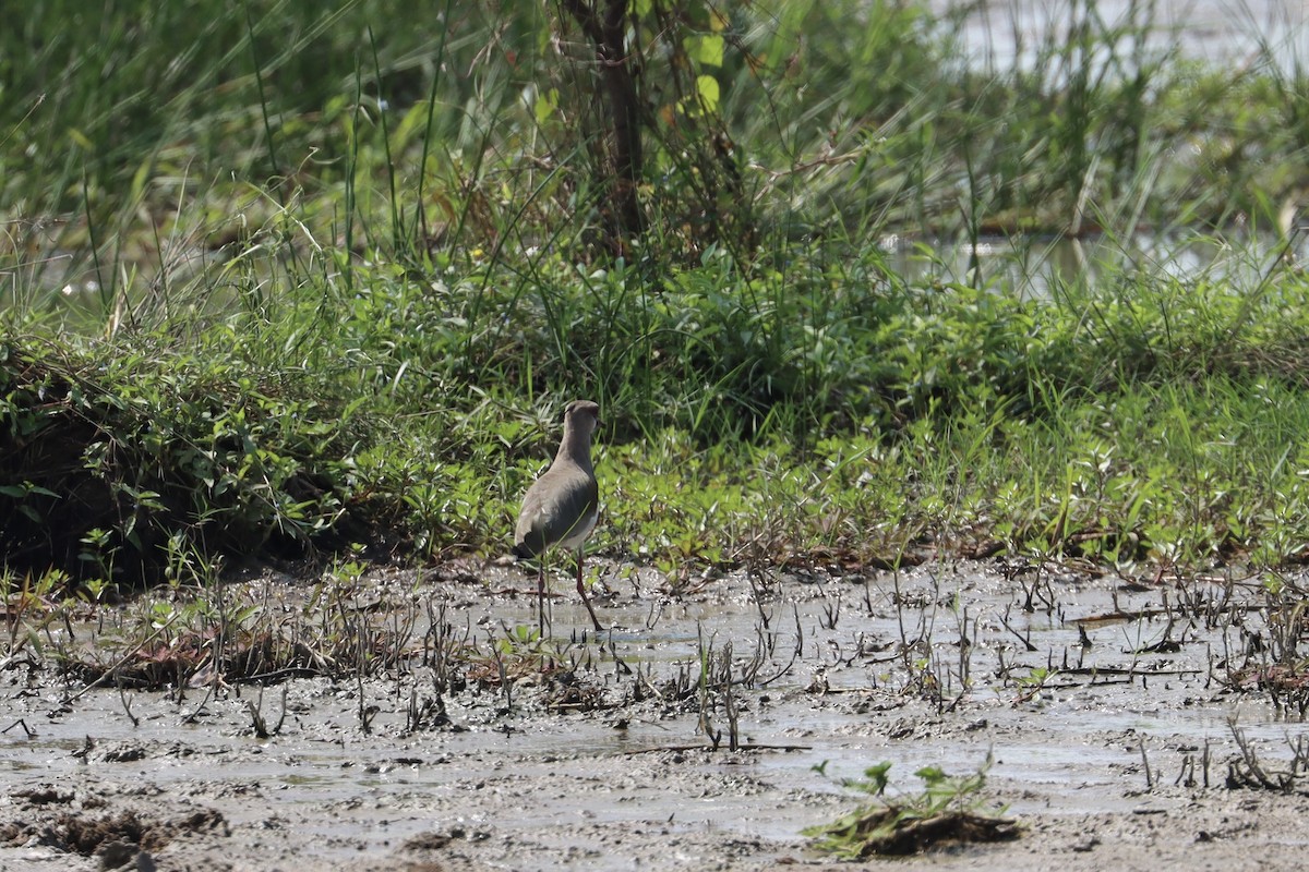 Southern Lapwing - ML502898001