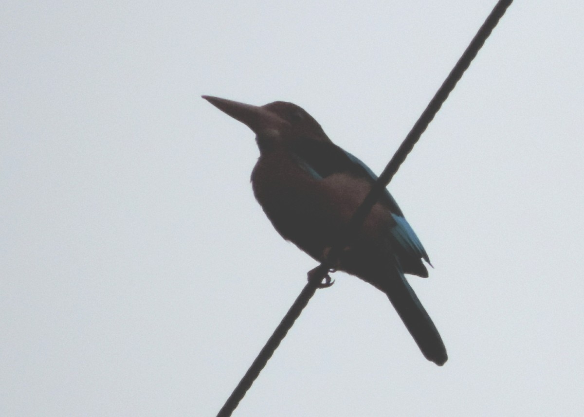 Brown-breasted Kingfisher - ML502898041