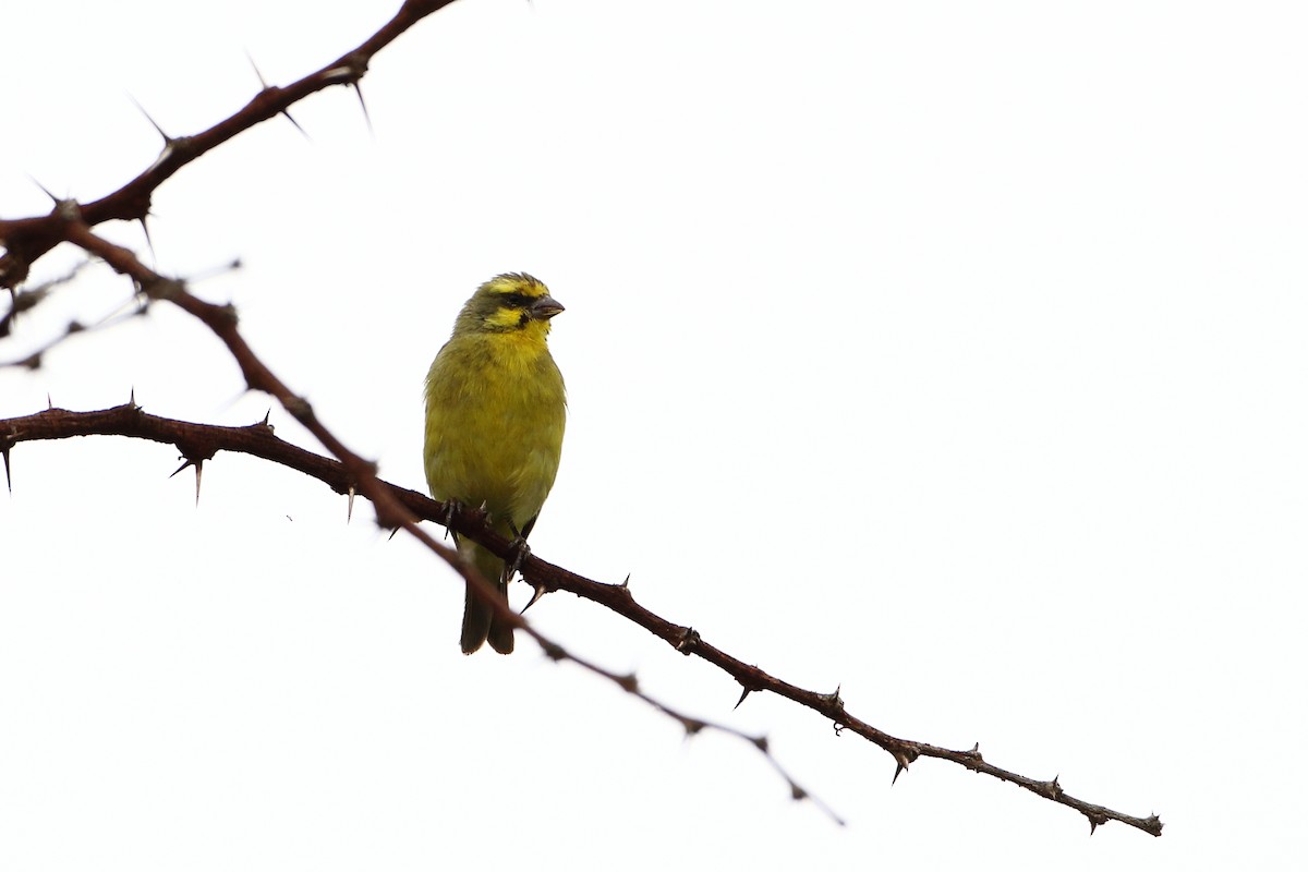 Yellow-fronted Canary - ML502898051