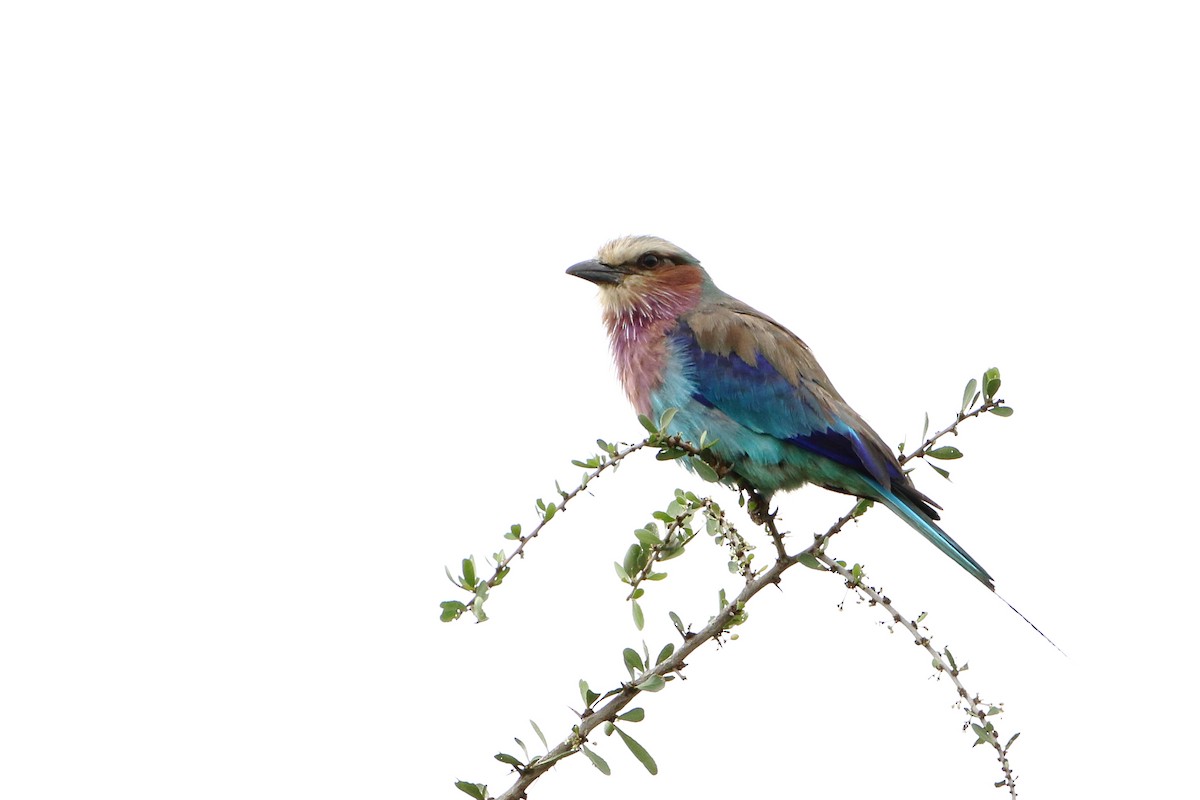 Lilac-breasted Roller (Lilac-breasted) - ML502898321