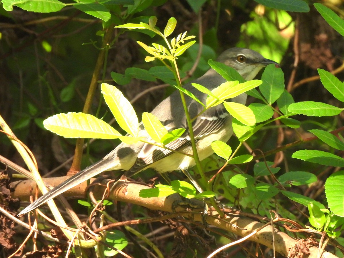 Northern Mockingbird - ML502898571