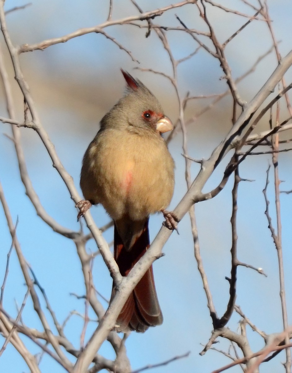 Pyrrhuloxia - ML50289871