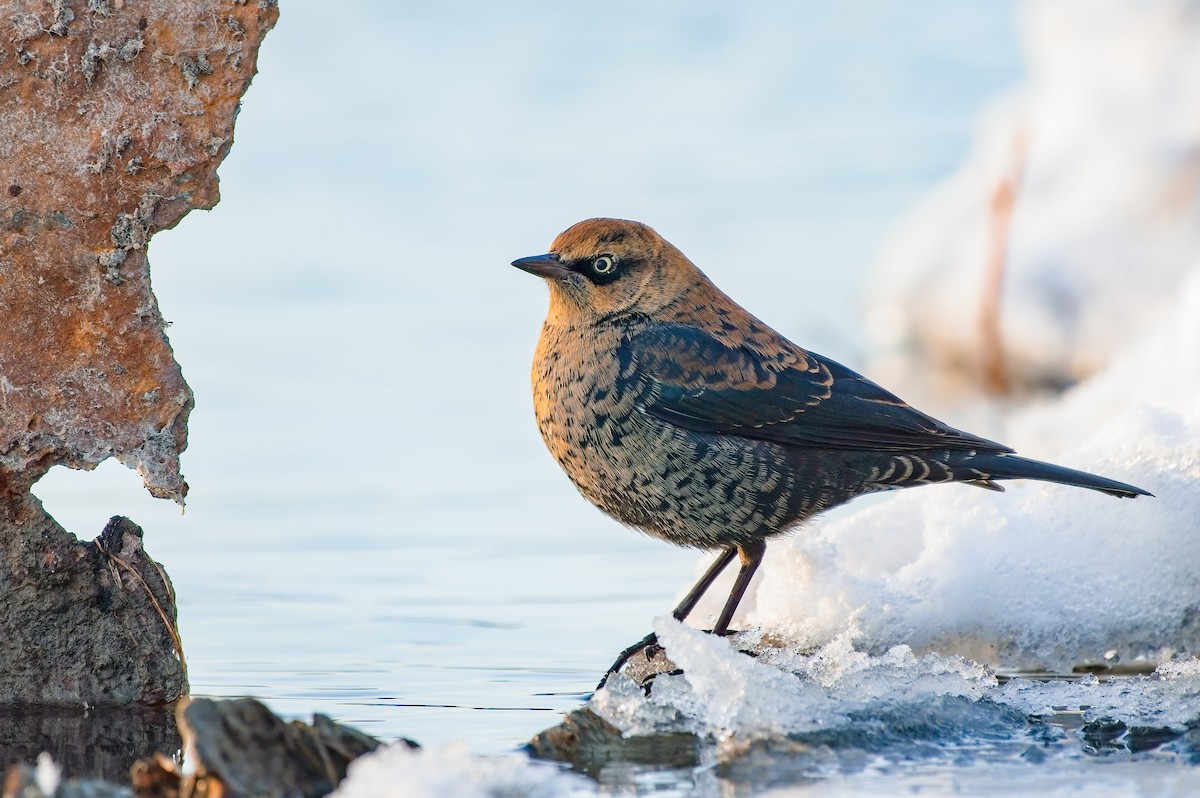 Rusty Blackbird - ML502898811