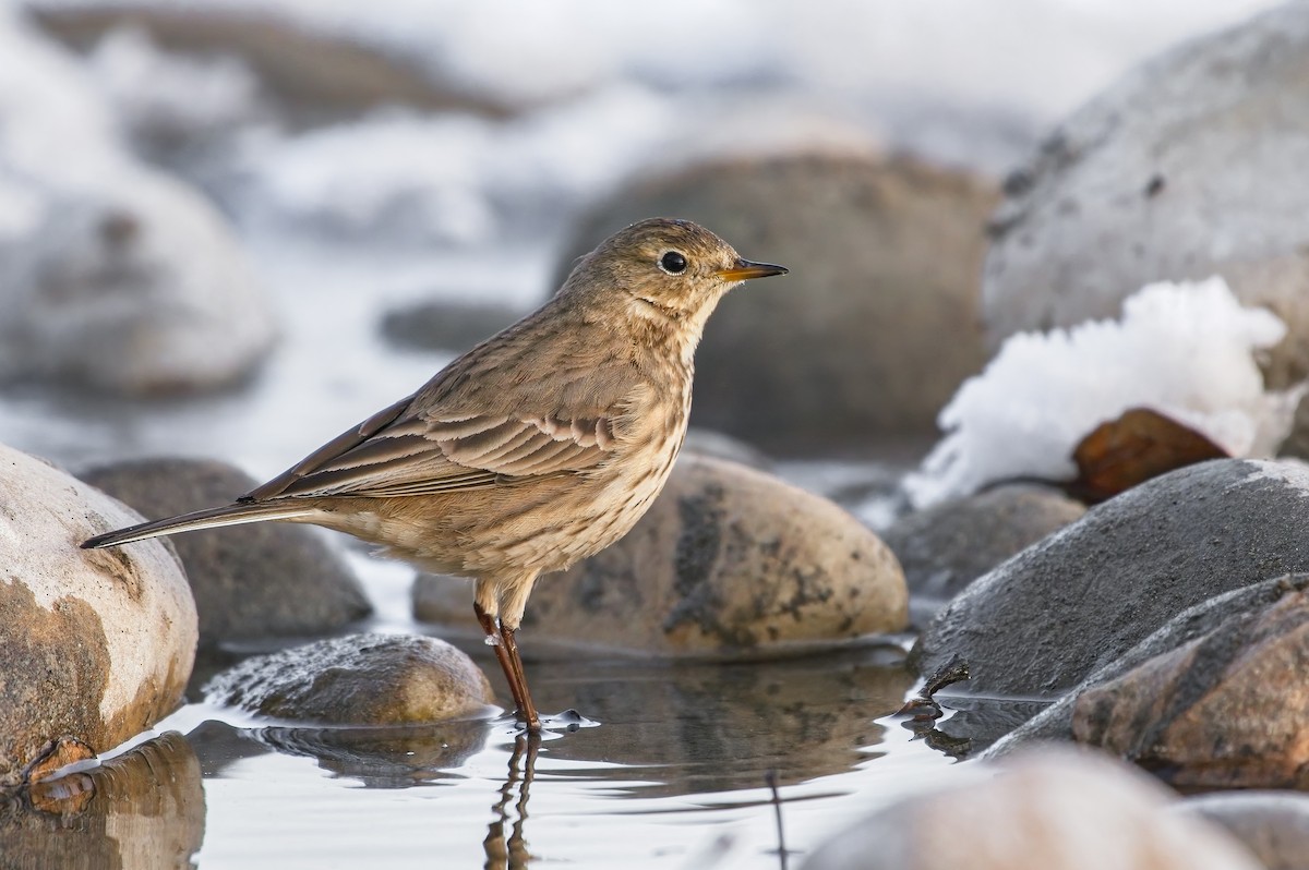 Pipit d'Amérique - ML502898831