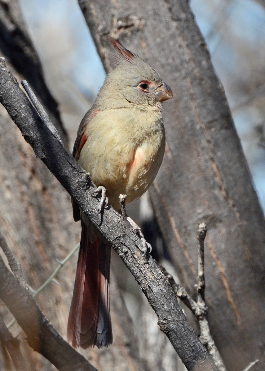 Pyrrhuloxia - ML50289901