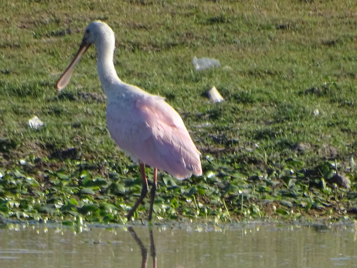 Roseate Spoonbill - Mirian Del Río