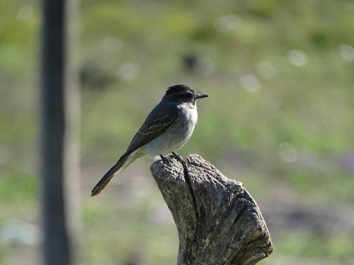 Crowned Slaty Flycatcher - Mirian Del Río