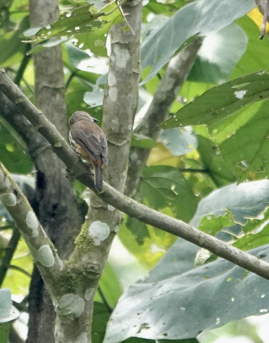 African Shrike-flycatcher - ML502900511