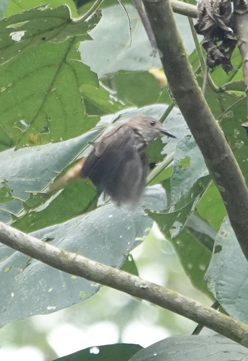 African Shrike-flycatcher - ML502900521